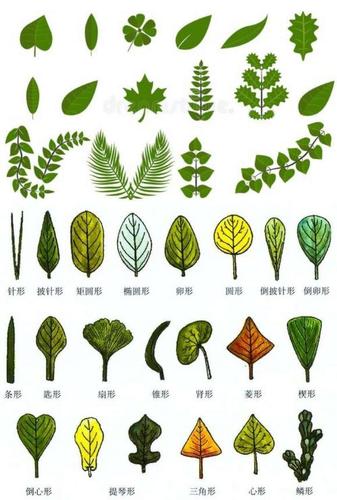 叶子的形态:椭圆形,扇形,心形,掌形,披针形……(比比看叶子的形状