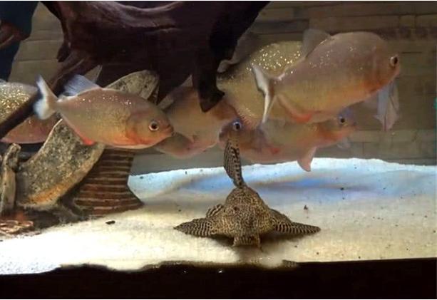 男子把食人鱼跟河豚放进一个鱼缸,3秒过后,食人鱼哭也