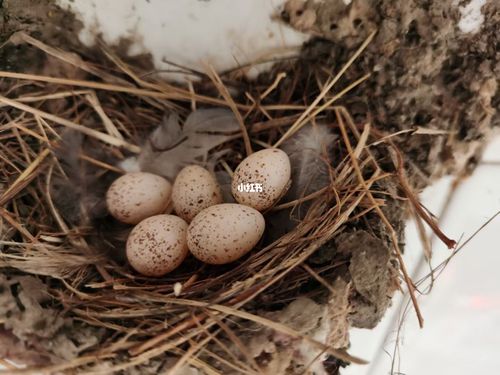 家里来了一只燕子 做了窝 下了蛋 孵出小燕子 又带着一起飞走