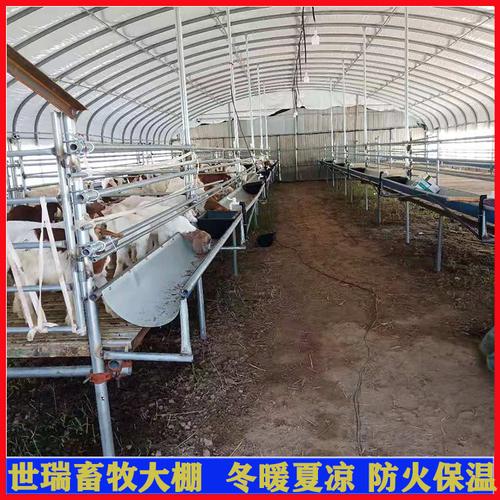 内蒙养羊棚建设山东世瑞畜牧设备羊棚施工方法