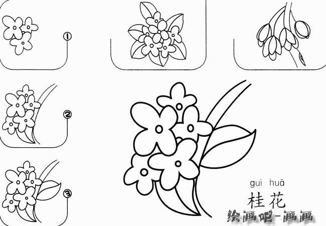 桂花怎么画简笔画图片