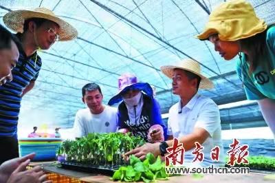 驻镇帮镇扶村工作队到湛江市遂溪县江头村南的圣女果种植基地调研.