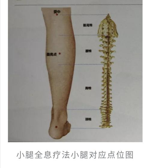 小腿肚对应人体的反射区