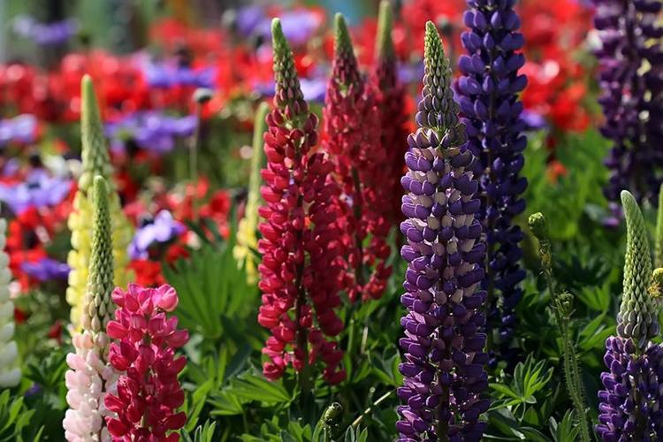 羽扇豆提取物/羽扁豆提取物 10:1 羽扇豆粉 量大从优 青芷生物