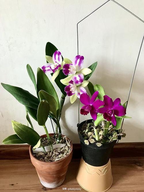 funnynicky的相册卡特兰cattleya