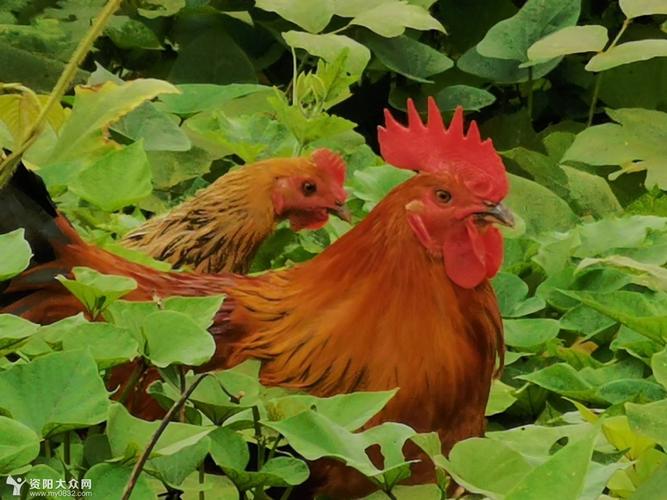 大红公鸡