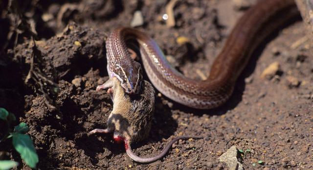 原创蛇正在捕杀老鼠, 边上的猴子看不下去了!