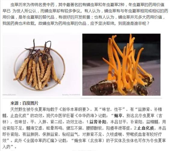 蚕虫草的功效与作用冬虫夏草的功效及食用方法