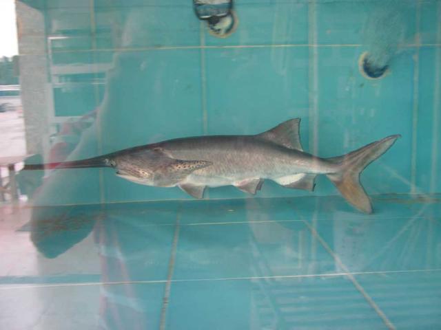 人们对于鸭嘴鱼有怎样的了解这种物种为什么会出现在中国