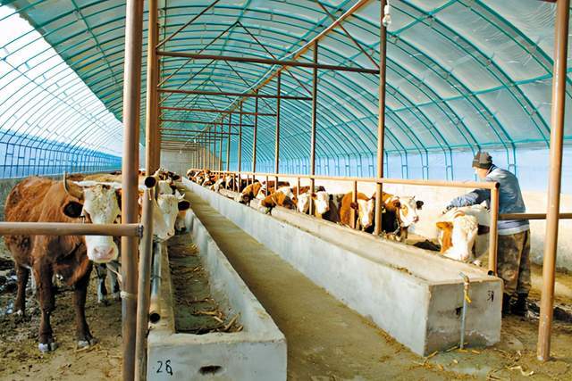 牛舍花20万修建,2万块盖的也能用,为何不省点钱下来买牛犊?