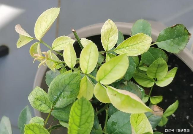 蓝妖月季新叶发黄常见3种原因分析与应对方法
