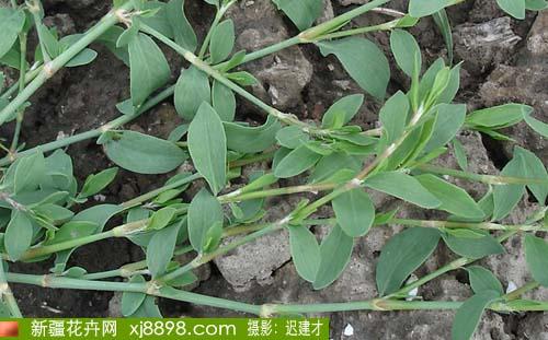 传统野菜--猪芽草 的药用和食用价值(转)