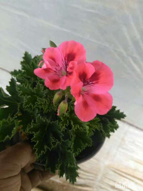 高度30厘米菊叶天竺葵