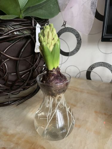 风信子观察日记