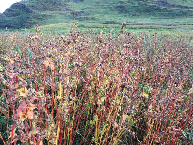 08.19大山包荞麦,燕麦.