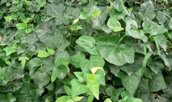 常春藤的作用与功效常春藤的养殖方法和注意事项