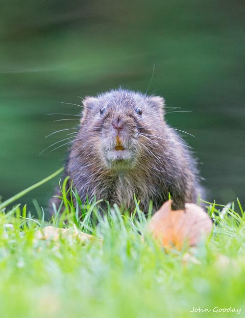 a water vole emerging from a stream.