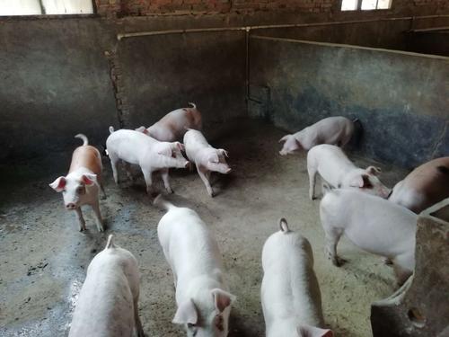 养殖户猪舍照片