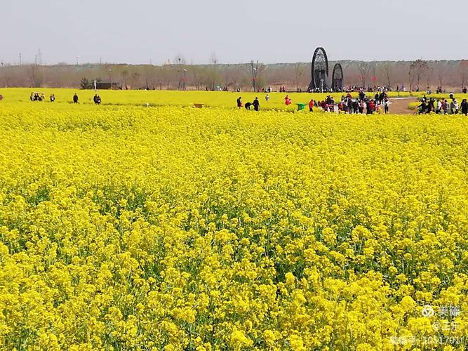 济宁的油菜花海来了