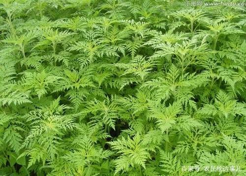 田间害草"播娘蒿"并非全是价值?专家:种子可利尿消肿