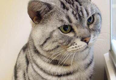 出售极品血统银斑猫