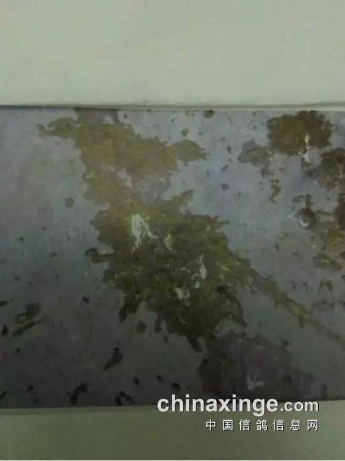 7,大肠杆菌球虫混合感染