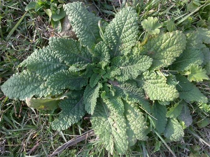 新鲜蛤蟆草癞蛤蟆菜蟾蜍草蛤蟆皮棵草荔枝草皱皮草雪见草500g包邮