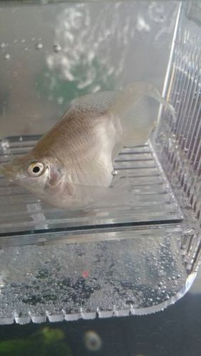 还有就是之前只有一只白母鱼玛丽的时候,生了一窝的蛋黄卵,怎么回事?