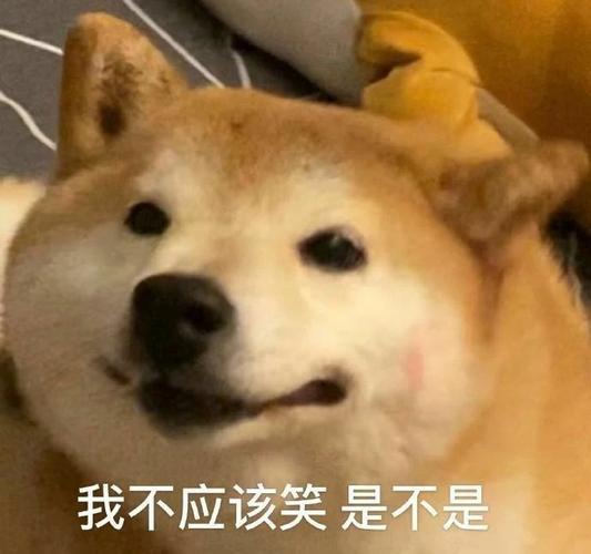 我不应该笑 是不是(狗狗表情包)_狗狗_是不是_应该表情
