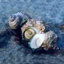 螺图片_百度百科