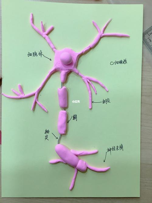 高中生物模型#神经元_生物模型_兴趣爱好_玩具