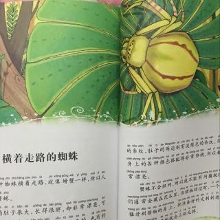 昆虫记:横着走的蜘蛛