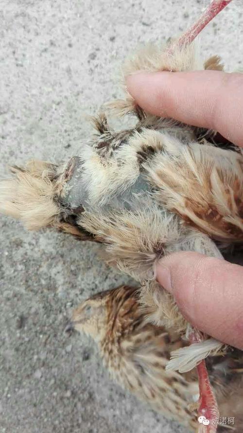 鹌鹑感冒和大肠杆菌混合感染的案例分析