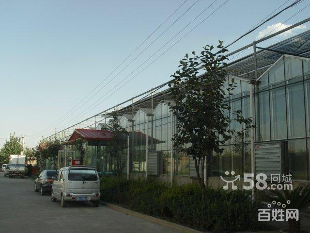(出租)晋源区花鸟鱼市成熟商圈鑫龙腾花卉市场