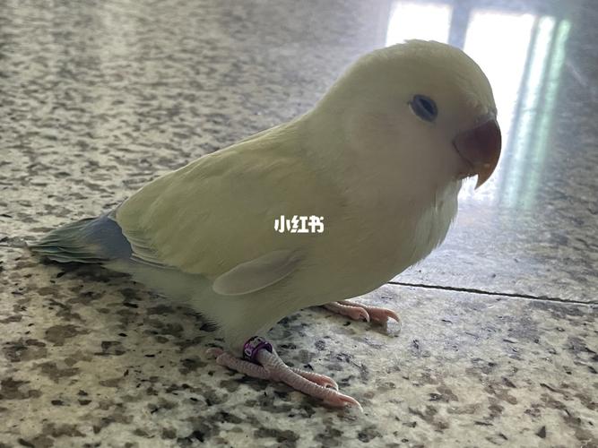 牡丹鹦鹉 澳桂_鹦鹉_牡丹_滤镜_宠物_宠物其他