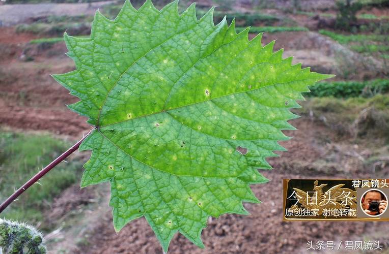 蝎子草的功效与作用(乡村中草药摄影:蝎子草!