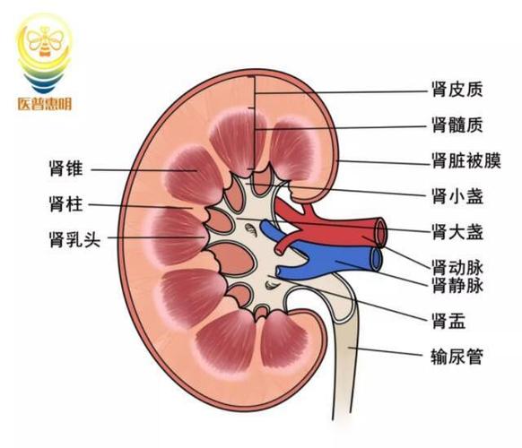 肾脏冠状切面模式图(绘:医普惠明工作室凌雯霞)
