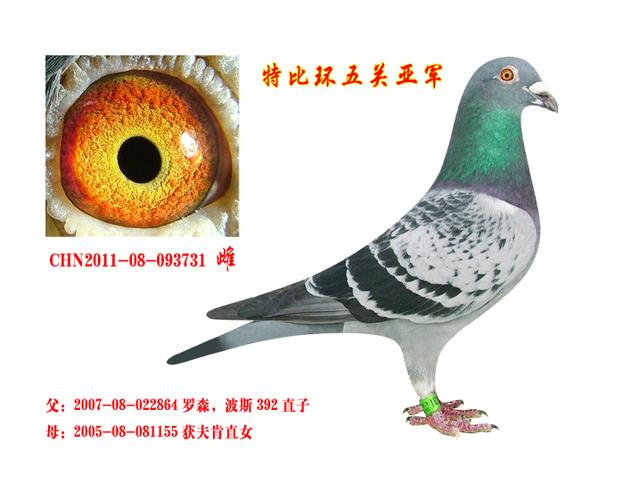 2011年秋季哈尔滨市特比环五关综合亚军 - 龙翔轩鸽舍