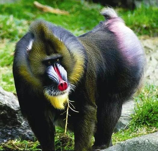 珍稀动物近200种约5000只.