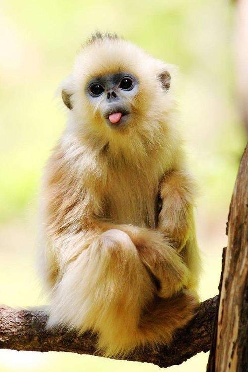 我国九种稀有的保护动物