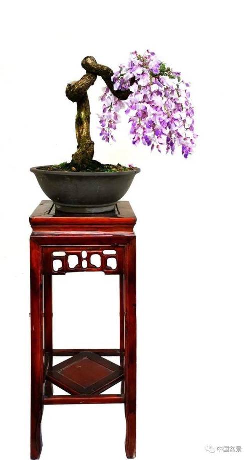 紫藤 当今,花卉盆景种植,玩赏,交流,会展更加广泛,每年全国许多地方