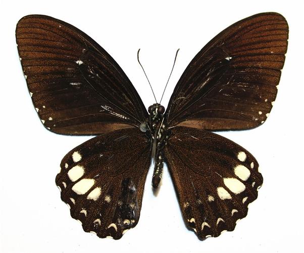 玉牙凤蝶图片 玉牙凤蝶高清蝴蝶图片