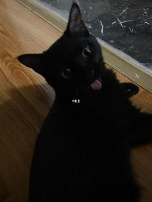 分享一只打哈欠吐舌头97的小猫猫#黑猫_猫咪_黑猫_宠物_猫_晒猫