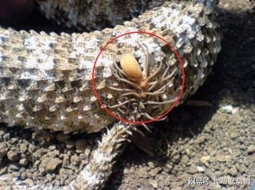 世上最古怪的毒蛇:长着蜘蛛一样的尾巴,多人好奇而被咬伤