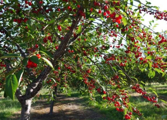 车厘子咋在中国火起来的中国樱桃为什么被车厘子抢去了风头