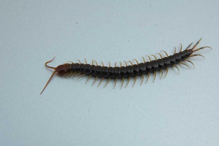 展开全部 1,蚰蜒 yóu yán 常栖居房屋内外阴暗潮湿处,以捕捉小昆虫