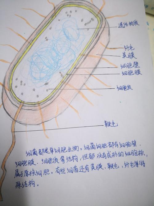 细菌细胞结构图