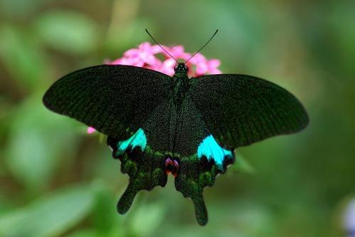 papilio paris subsp. nakaharai shirzu, 1960 琉璃翠凤蝶