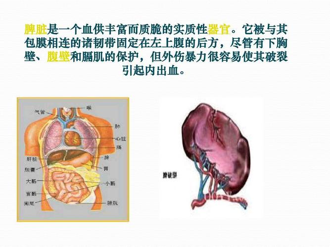 极少见,其主要发生在病理性肿大的脾脏 二,按脾损伤的病重缓急分为 1