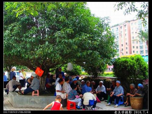 [原创]桂花树下好乘凉